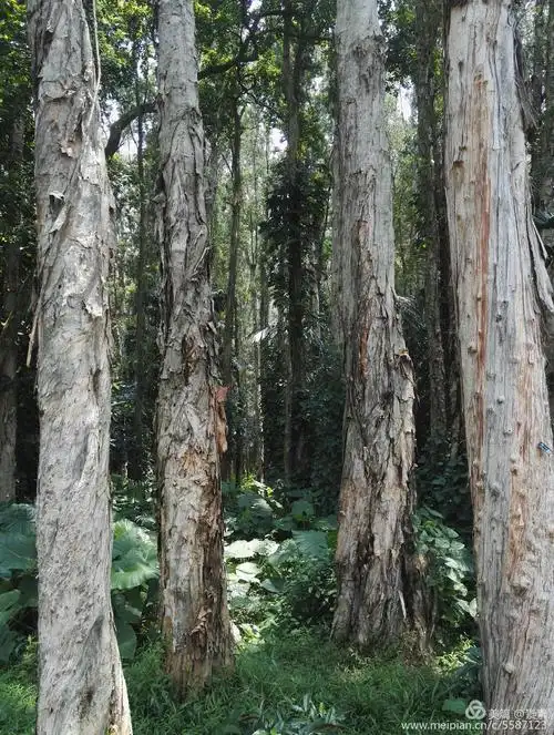 原产澳洲,树皮疏松如海棉状,薄如纸片,仿似有千百层,所以叫白千层树