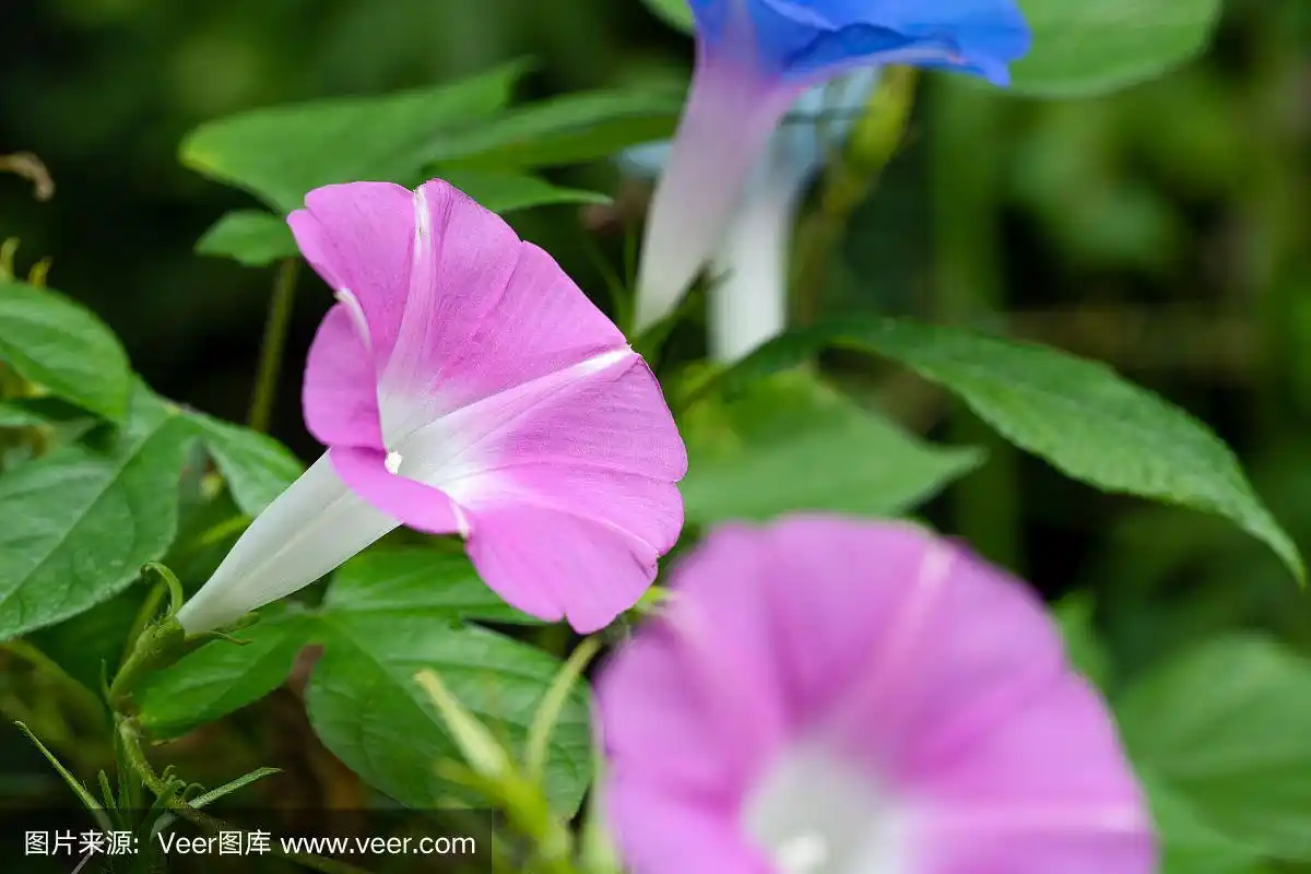 粉色,牵牛花,有蔓植物,植物,夏天