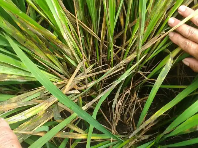 水稻出现根部到上部发霉现象该用什么药,急急