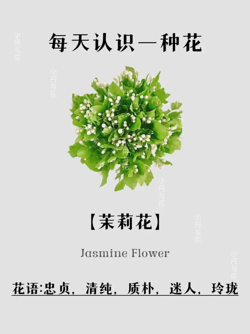 每天认识一种花|茉莉花94."吾送茉莉,无关去留,只愿君欢 - 抖音