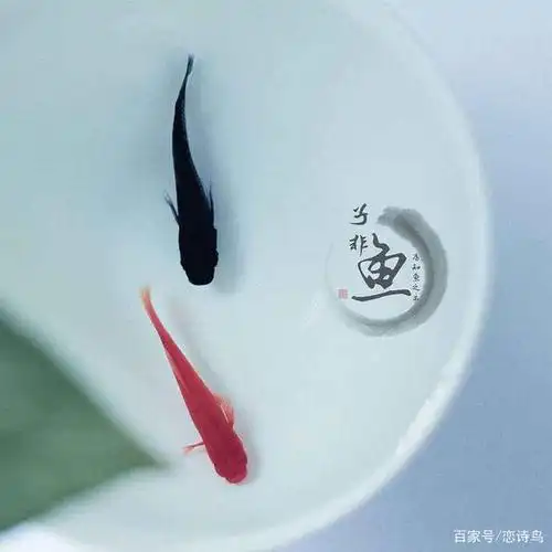 子非鱼丨做"不一定"的自己!