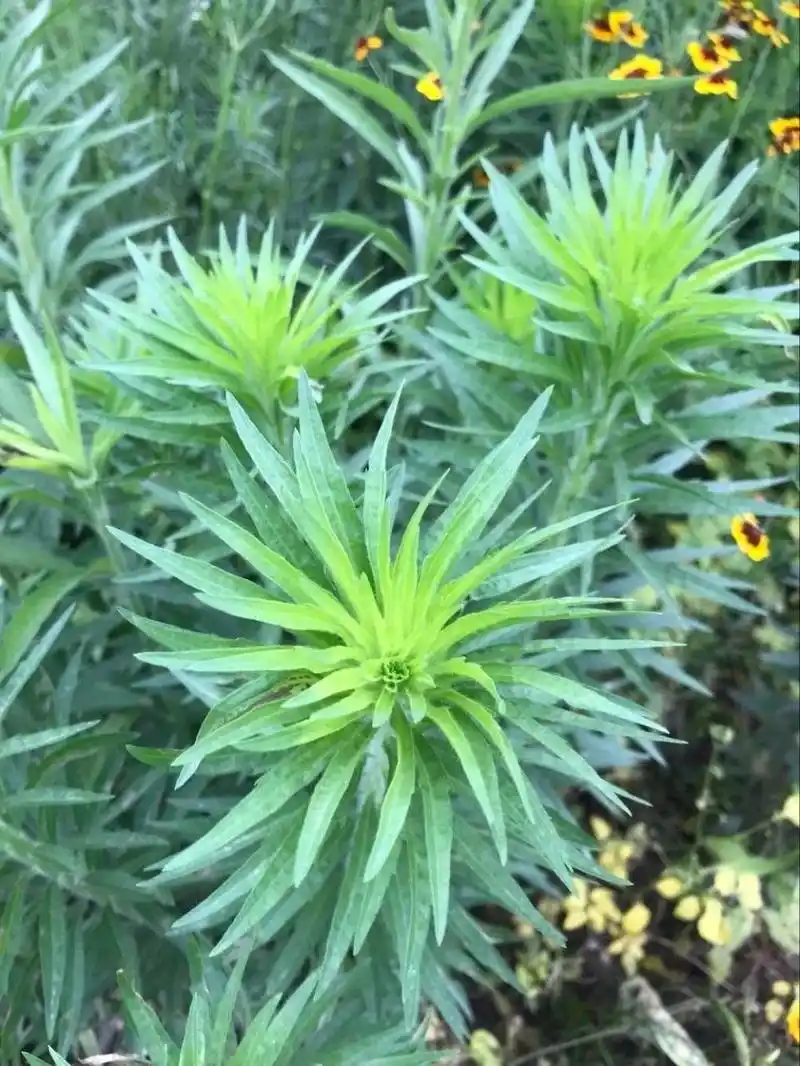 小蓬草的正确吃法,探索美味与健康的天然食材!