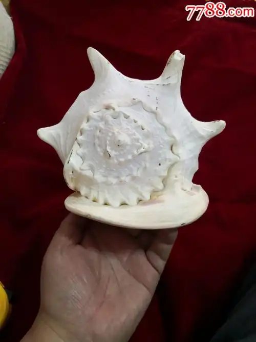 海洋大海螺_海螺制品_唯我独尊【7788收藏__收藏热线】