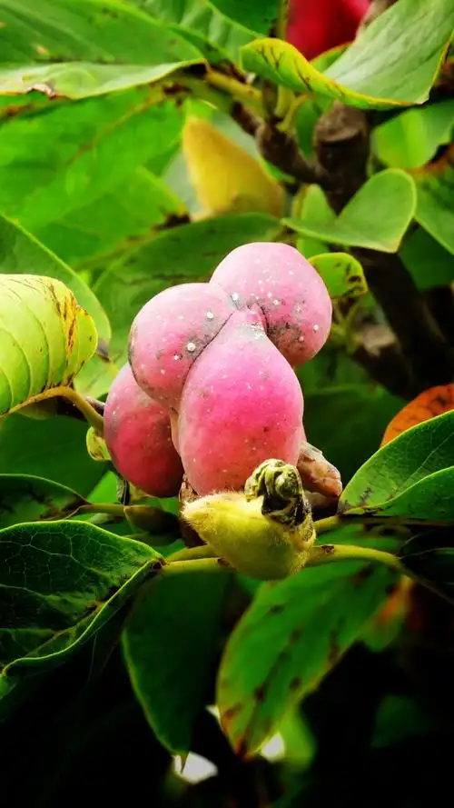 美丽的玉兰花,果实是这个样子的