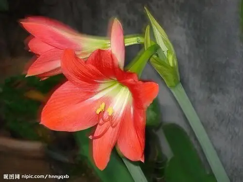 这个植物叫什么?