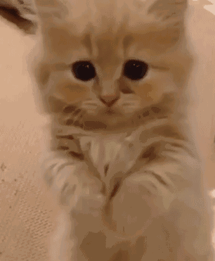 女生向父母要钱