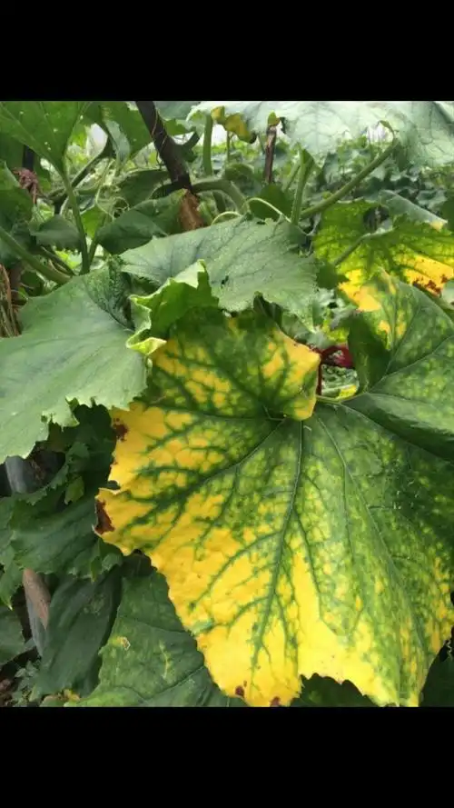 这种冬瓜叶片属于缺素吗?_百度知道