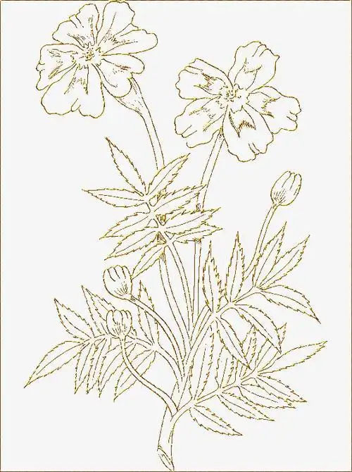 关键词  金色手绘花朵简笔画