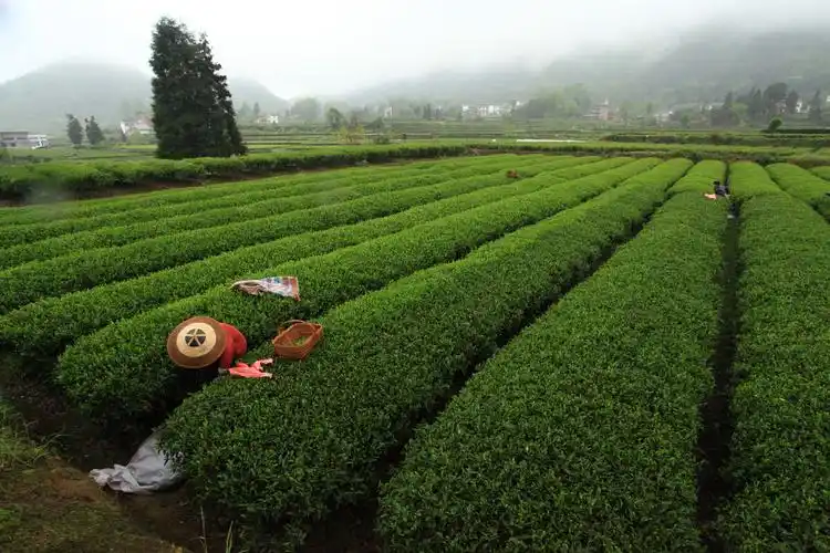 关于茶的种种茶山茶树茶农贵州