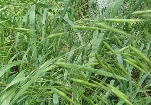 抓紧品尝最后的春天:在吃货-科技频道-手机搜狐