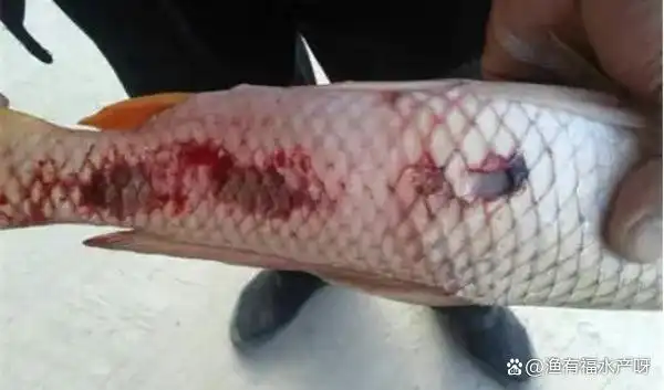 鱼烂身病死亡率高早发现早治疗