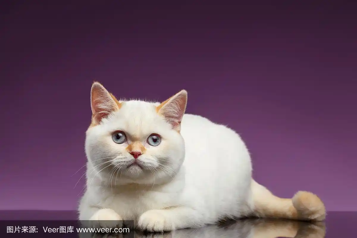 蓝眼睛的英国小猫躺在紫色上