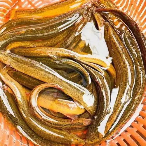 泥鳅野生活体鲜活可食用可观赏青鳅黄板鳅段淡水鱼土跨境