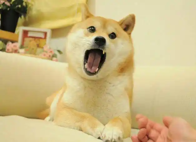 最适合家庭饲养的狗柴犬