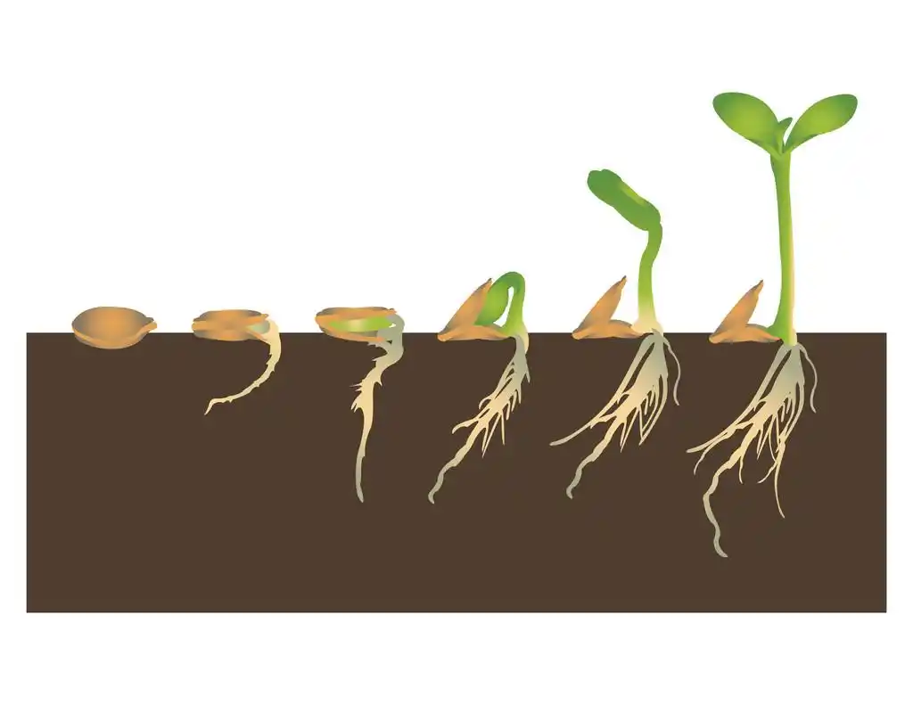 萌发的种子,种子萌发是其中一种植物从种子生长的过程.