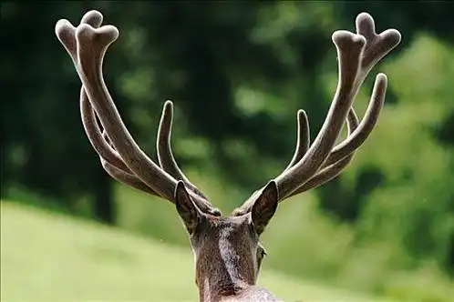 鹿角,赤鹿,公园,俘获