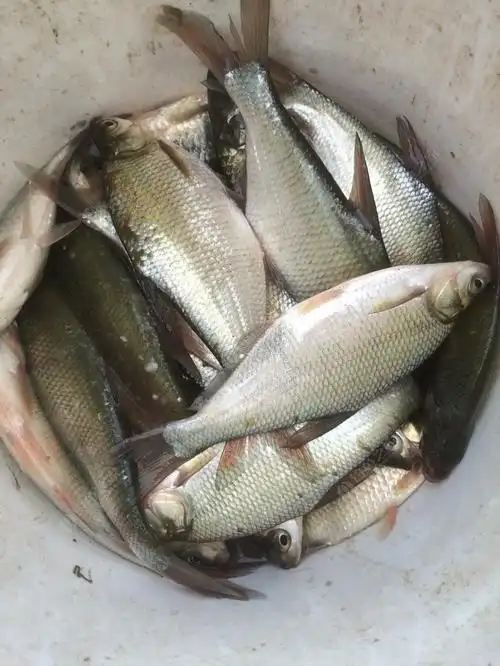 哎,全是这种江鳊 - 钓鱼之家
