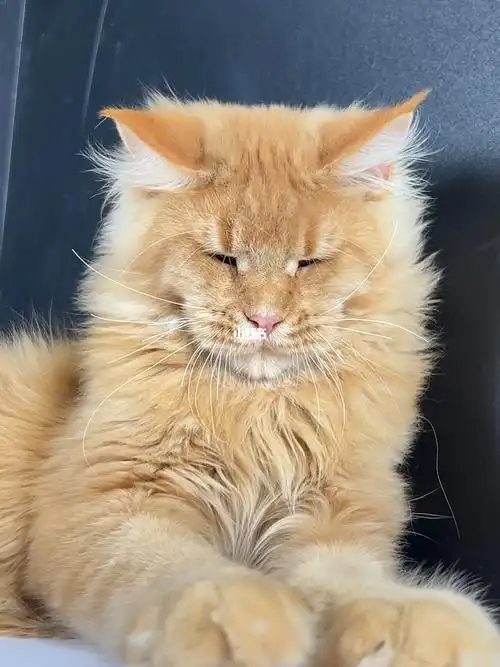 缅因猫红虎弟弟找新家咯喜欢的私