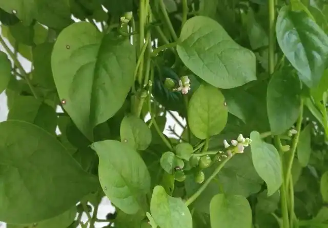 邻家女孩用小泡沫箱种的猫耳菜,左邻右舍吃不完.