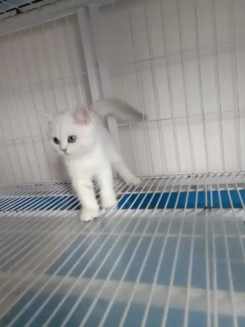 银渐层幼猫英短猫咪领养西安的小伙伴