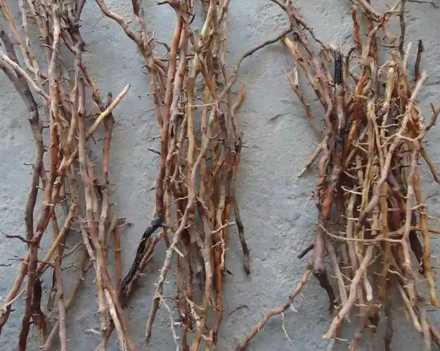 野生干棕树根山棕根棕根 棕榈根长发秘方马尾棕根300克送黑米茶枯