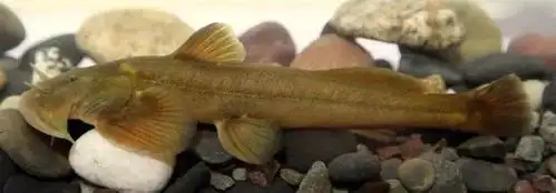 雅砻江公司人工繁育的石爬鮡宝宝满周岁啦