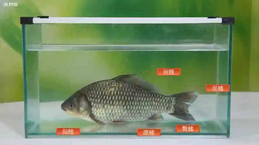 教学图片鱼鳍