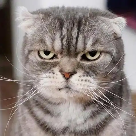 猫的头像霸气图片 霸气头像图片大全 -【爱个性】