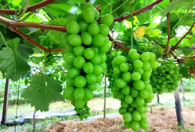 【基层动态】璜土镇团委:璜土青农助力璜土葡萄生鲜运费"减负"