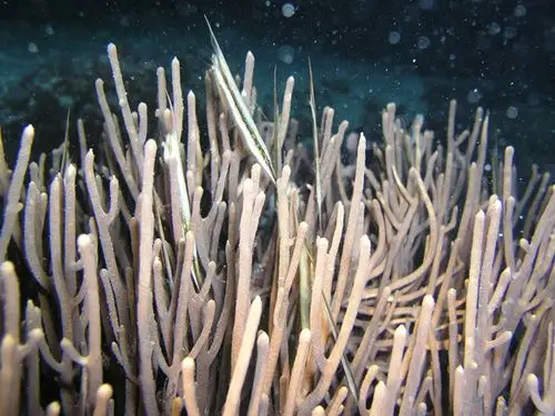 aeoliscus strigatus条纹虾鱼