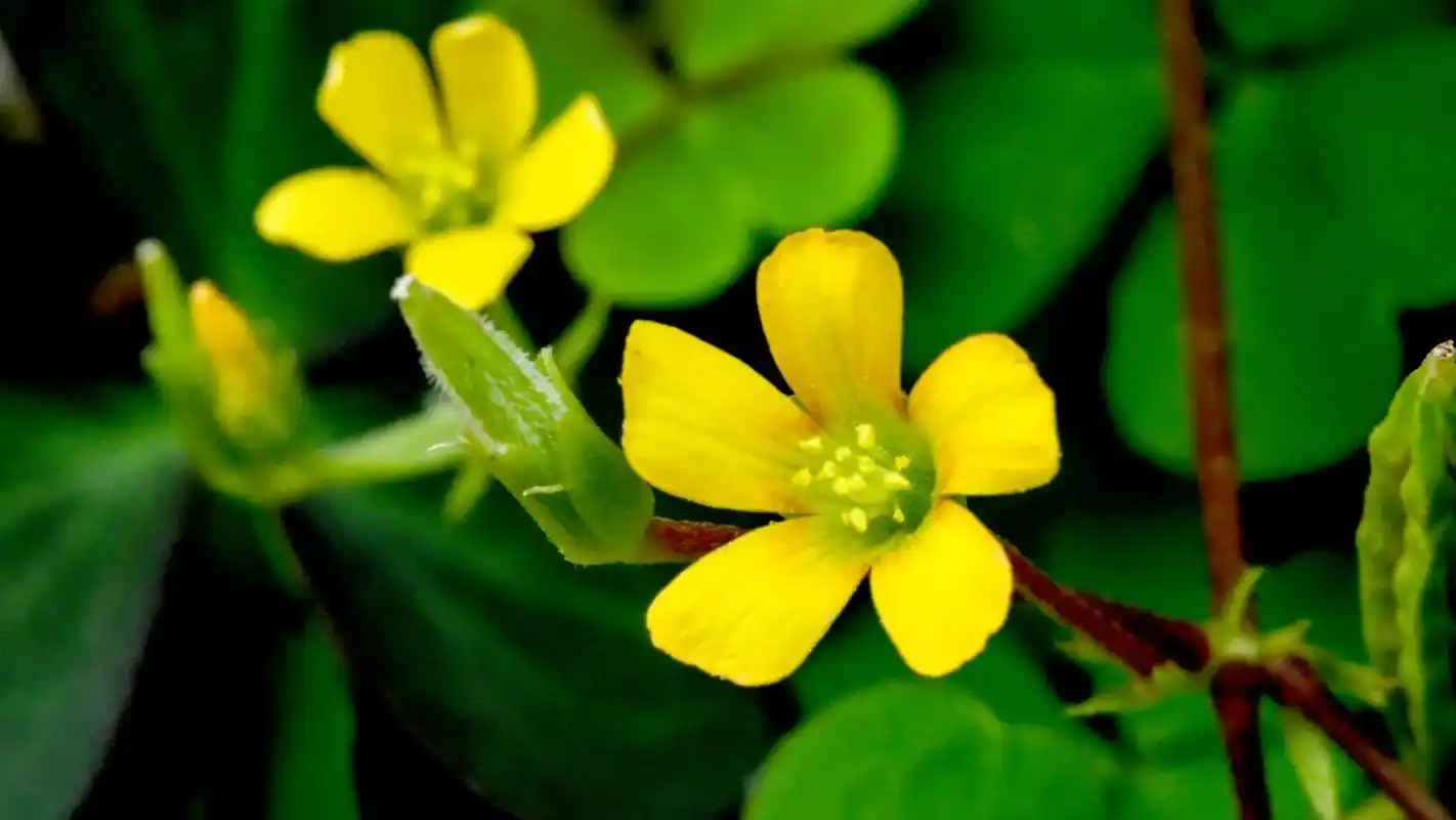 酢浆草(三叶酸)#早安吉祥 #美好的一天从我的问候开始 #愿 - 抖音