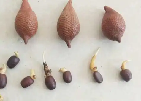 蛇皮果种子可以吃吗-植物说