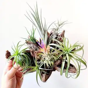 空气凤梨植物微景观