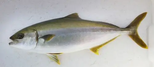 大连富谷集团黄条鰤,河豚鱼