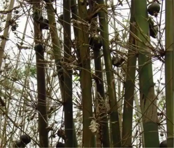 竹子开花很常见但是结果却极其罕见一斤就要800元