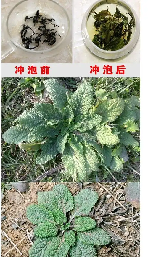 蛤蟆草茶正宗新鲜纯癞蛤蟆草天然蟾蜍草干荔枝草茶