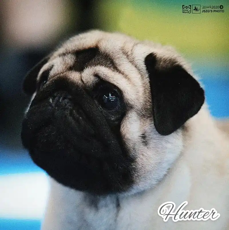 国内最强赛级巴哥犬舍,没有之一#巴哥犬 #巴 - 抖音