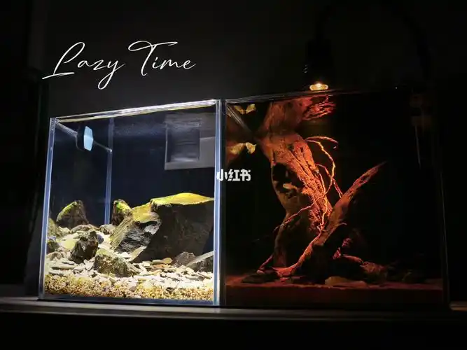 治愈系20cm双风格微方缸