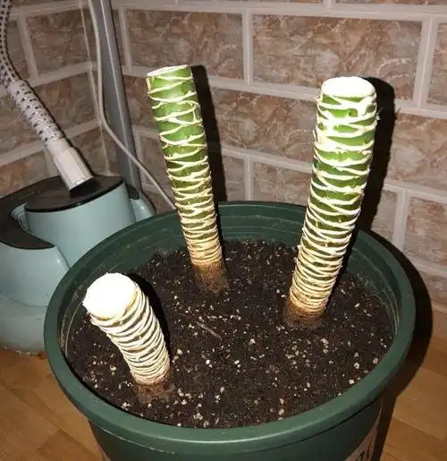 养龙须树有技巧,一边修剪一边扦插,一棵养出四五棵,棵棵如瀑布