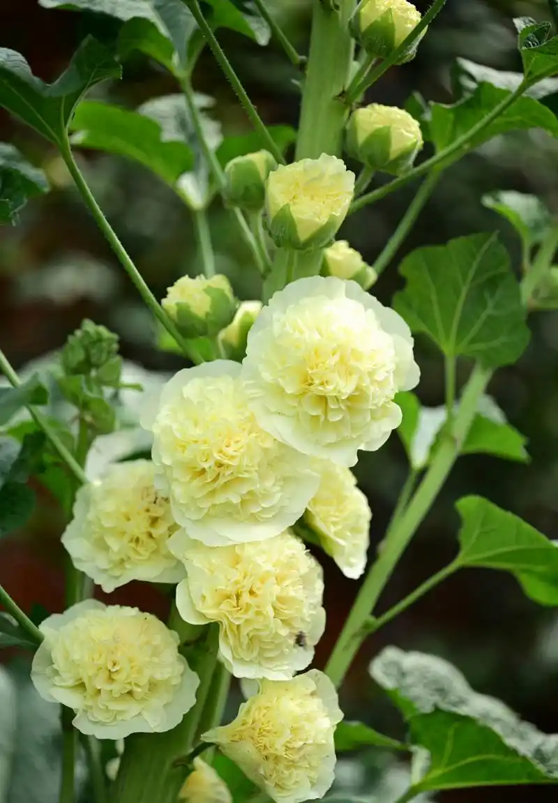 重瓣蜀葵大合集 67