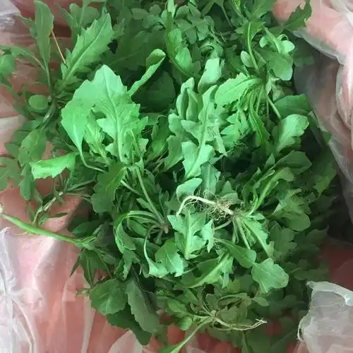 荠菜新鲜野菜4斤包邮现挖鲜芨芨菜鲜地河南其它