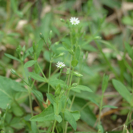 中草药大全—雀舌草