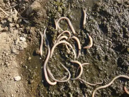 猪寄生虫驱虫不理想用这五部见效快