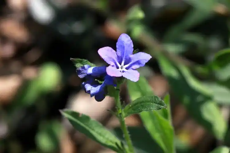 梓木草紫草科紫草属