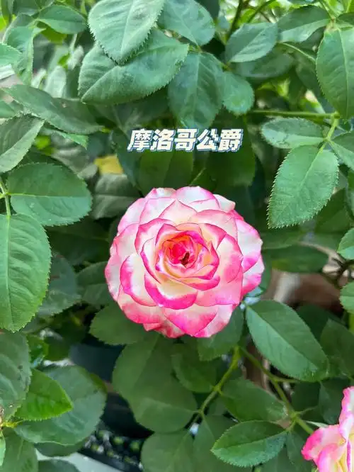 入坑的月季摩洛哥公爵