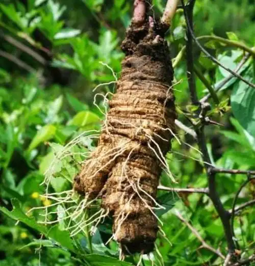 二促乳汁,此物能下奶,可辅助解决乳汁分泌不足的问题.