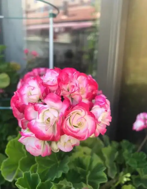 有种天竺葵叫"日碗",长得像玫瑰,颜值高还爱开花,耐热且好养