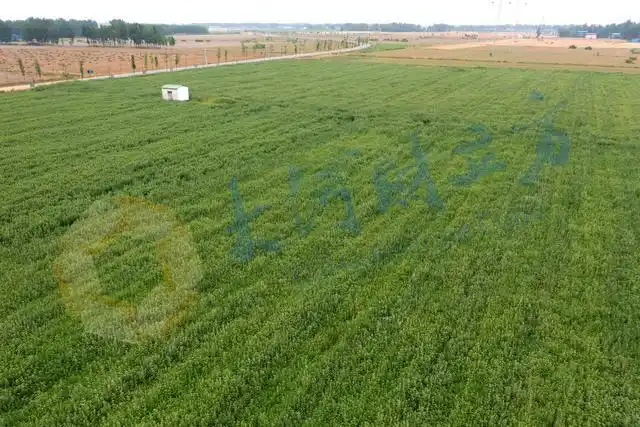 宛艾新熟!南阳艾草志在"出圈",怎借东风?