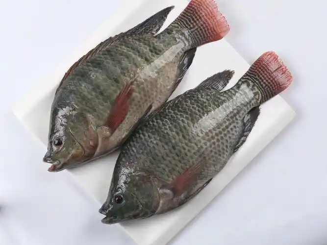 罗非鱼出口订单下滑国际疫情蔓延或迫使行业转型