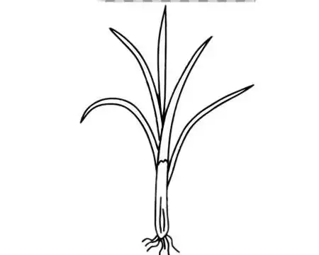 大葱简笔画简单画法步骤图片大全